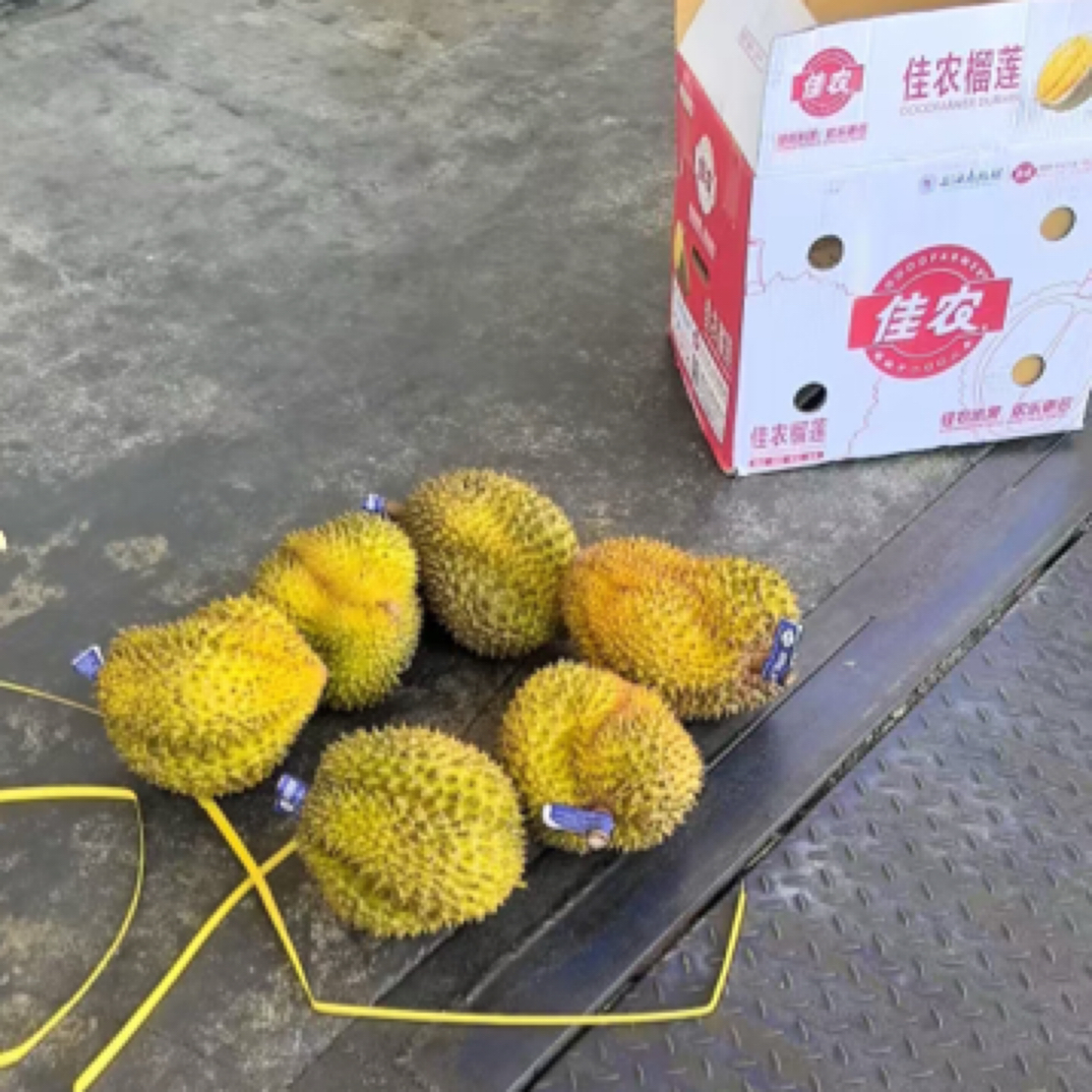 泰国金枕榴莲液氮榴莲掉称2两左右（2）金枕泰王国