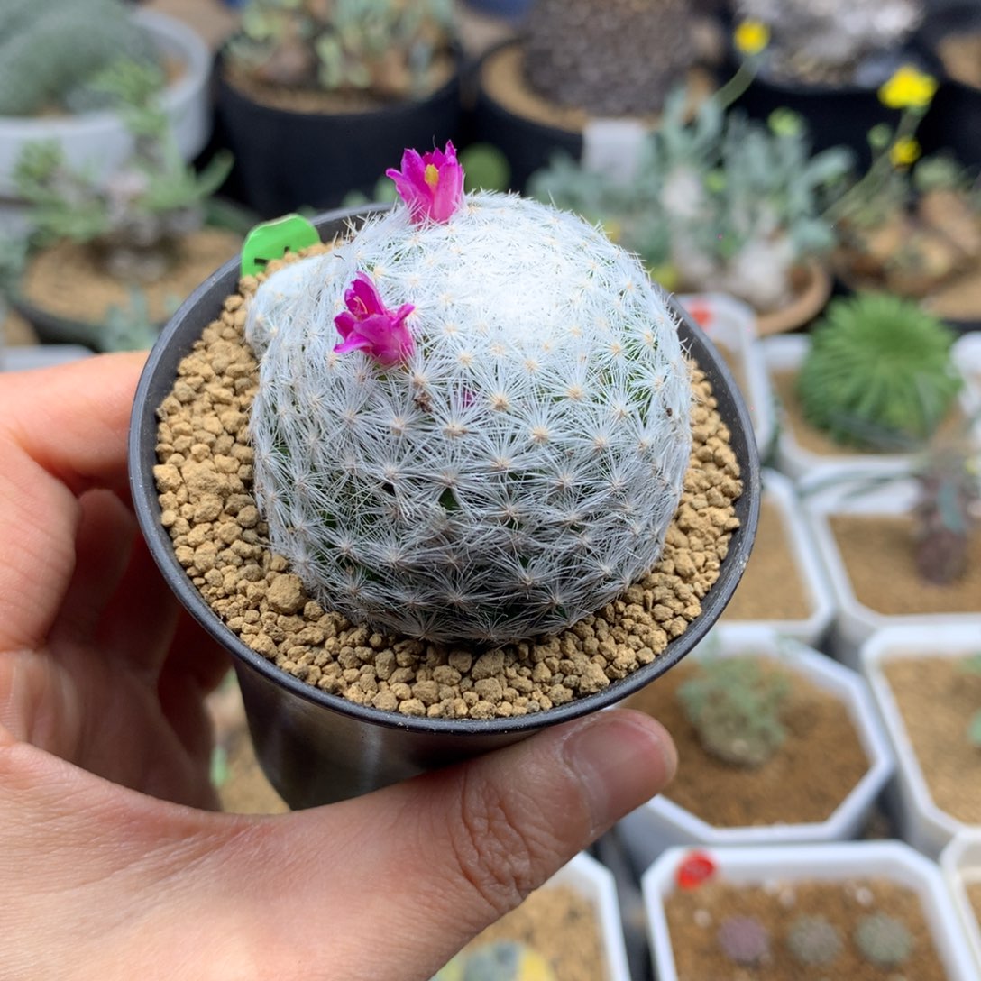 大春星仙人球带盆