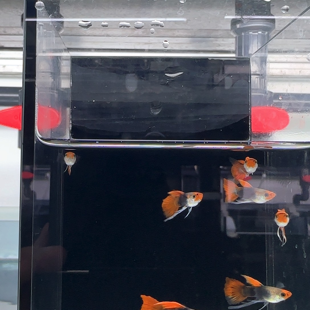 海水鱼深海蓝贵族孔雀鱼