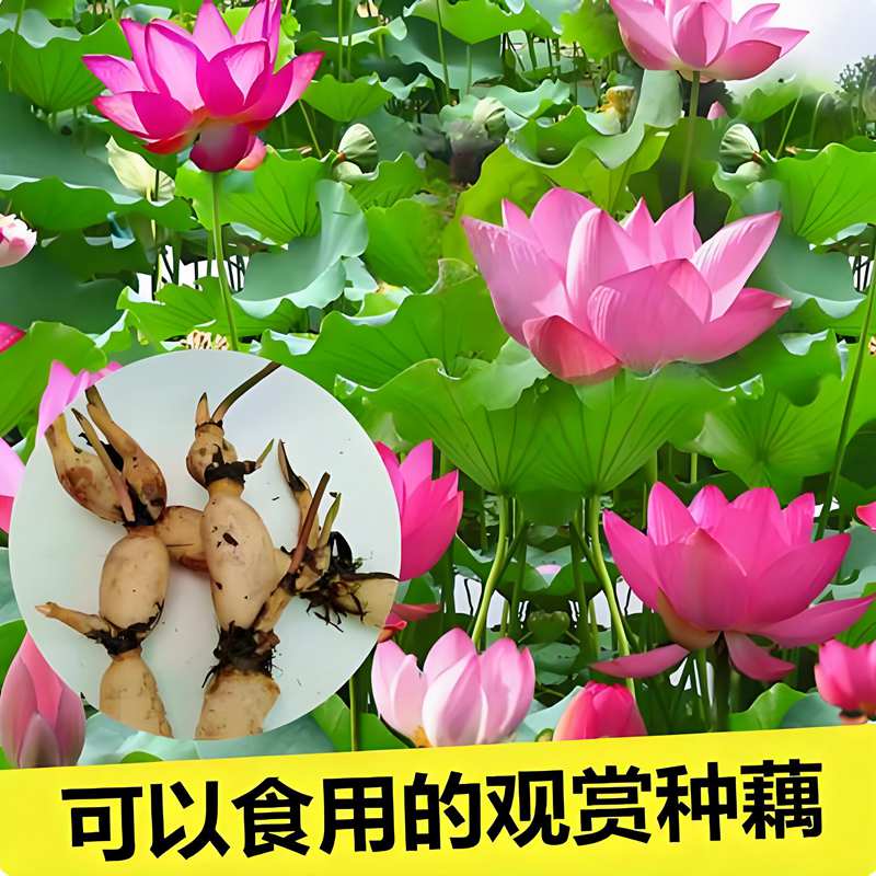 荷花盆栽水养食用观赏莲花藕种藕苗根块池塘水缸易种大型观赏荷花