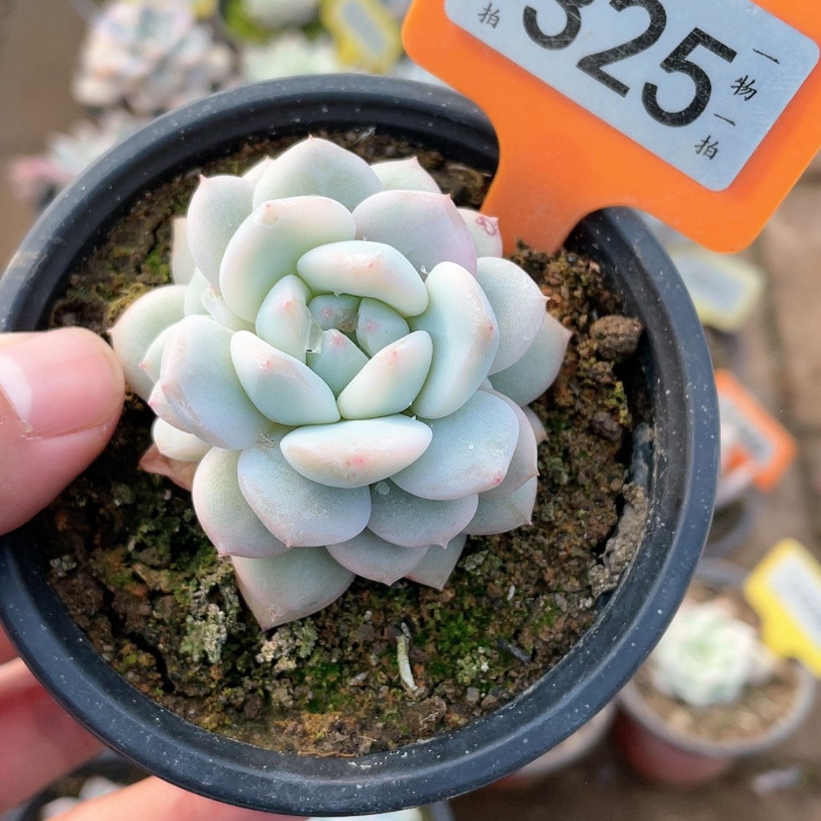 【闪购商品】325号