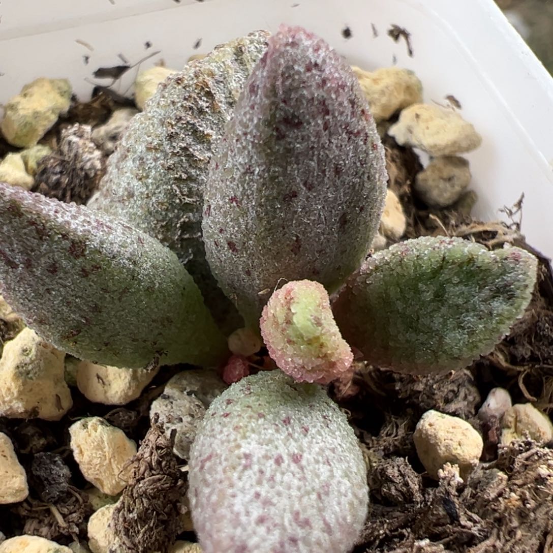 暗黑系冰晶蛇皮大苗多肉植物