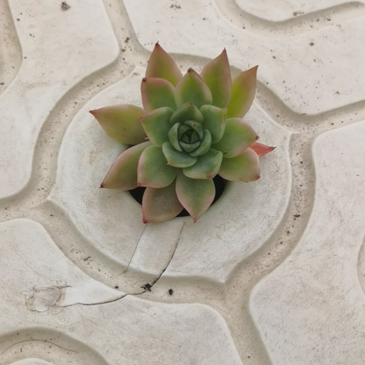 弗兰克白覆轮锦砍头