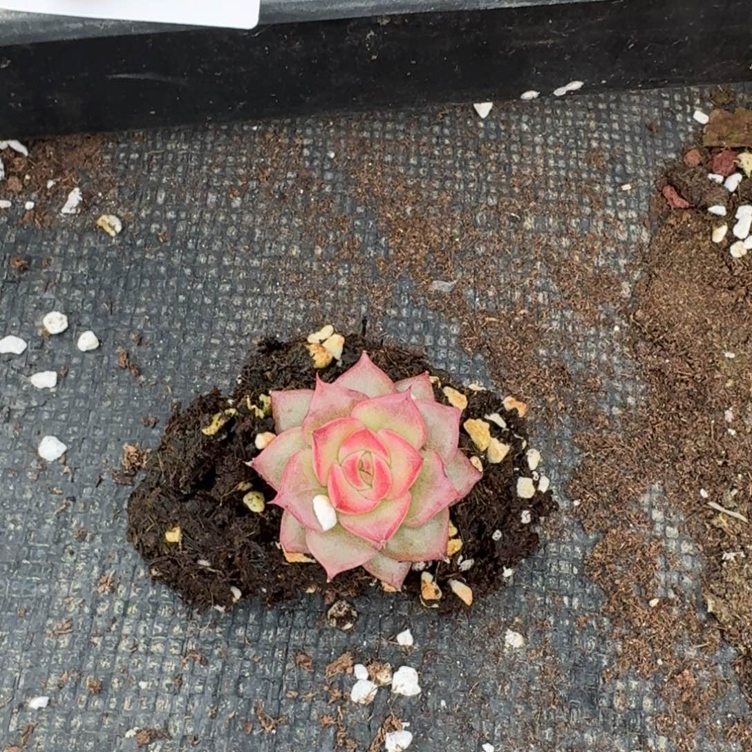 多肉杂交一物一拍22-132