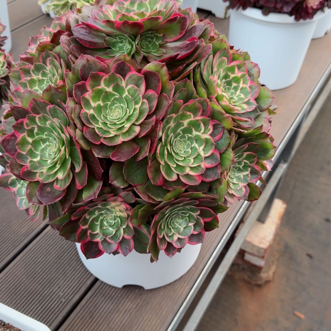 法师大棚自拌土5.5-6斤