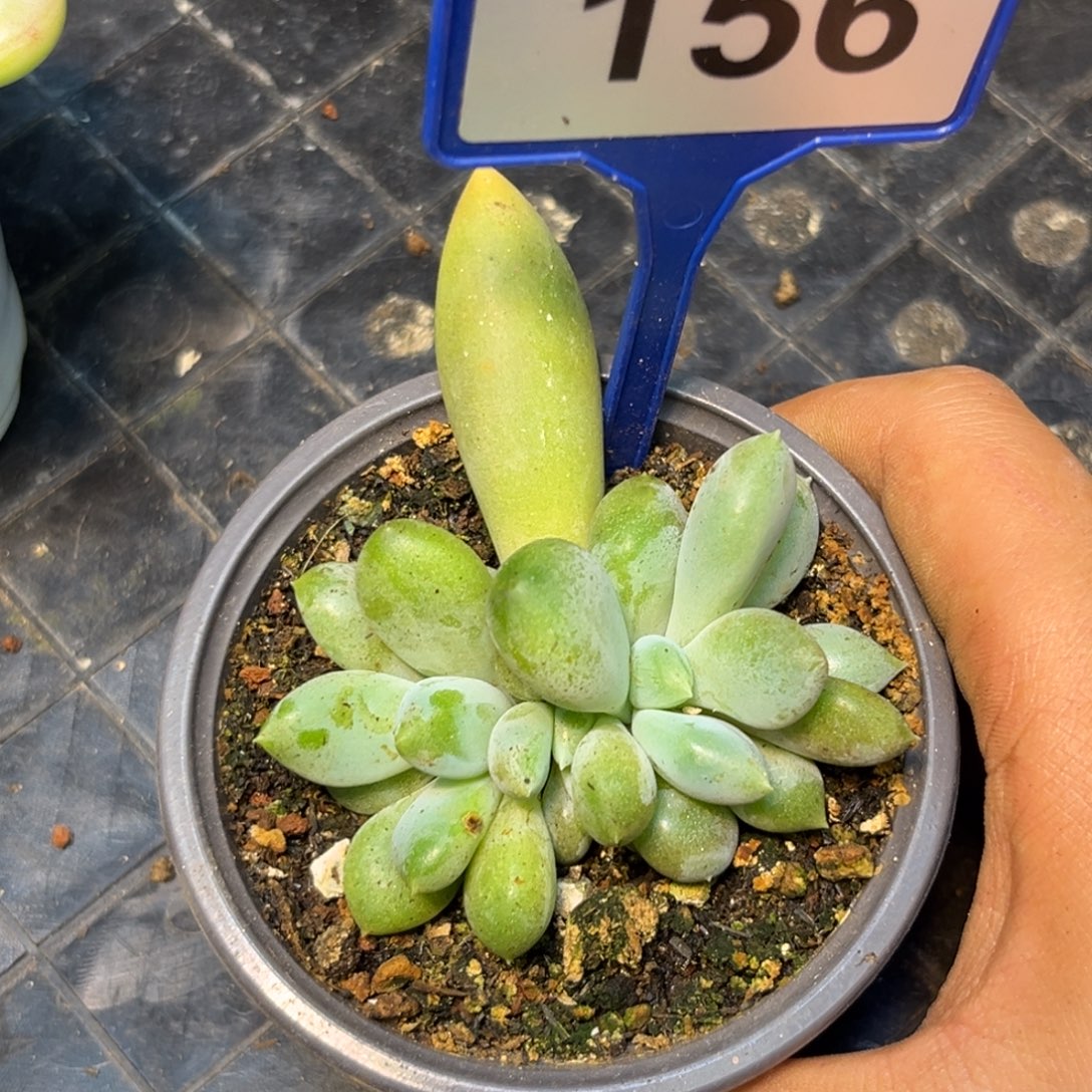 多肉植物胖体哥特群156