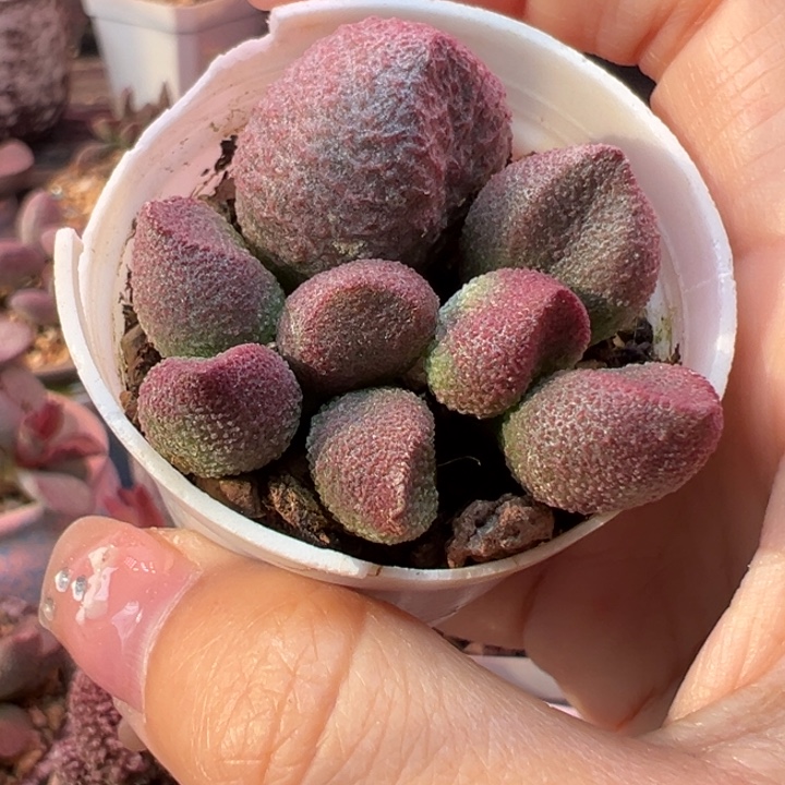 秀***            水蜜桃。  