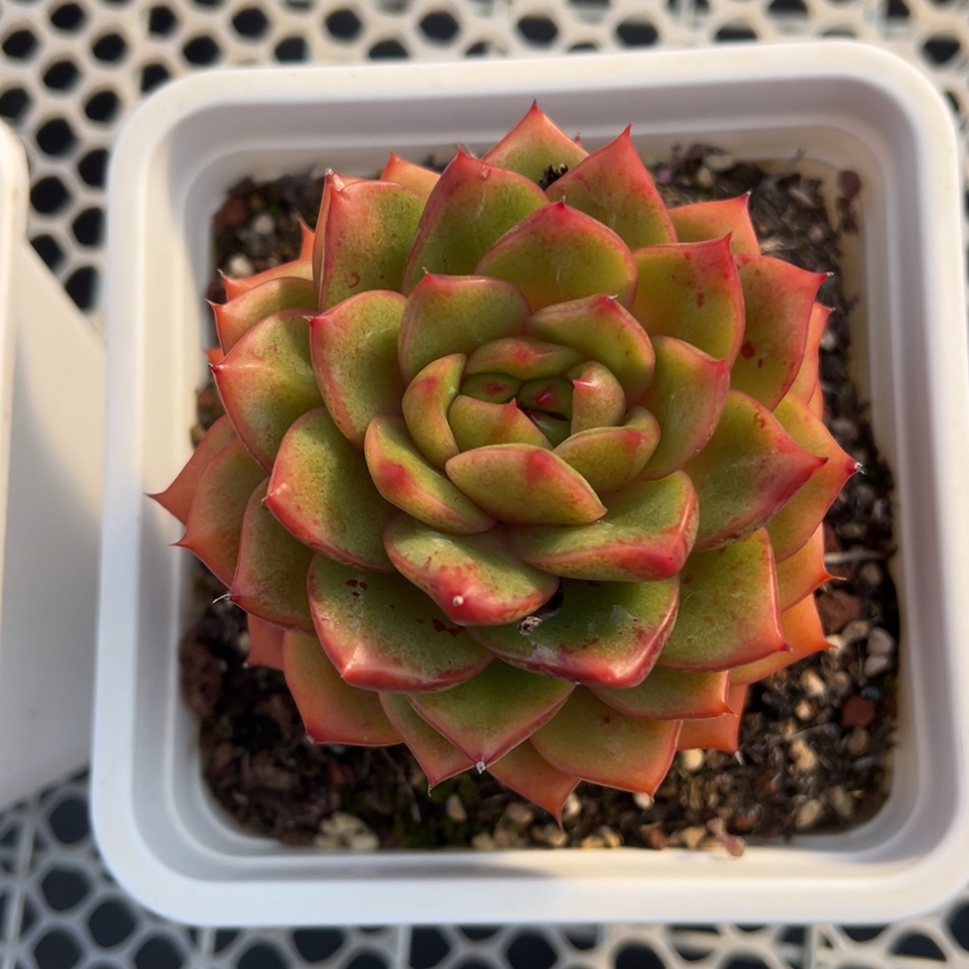 格鲁特美肉多肉植物