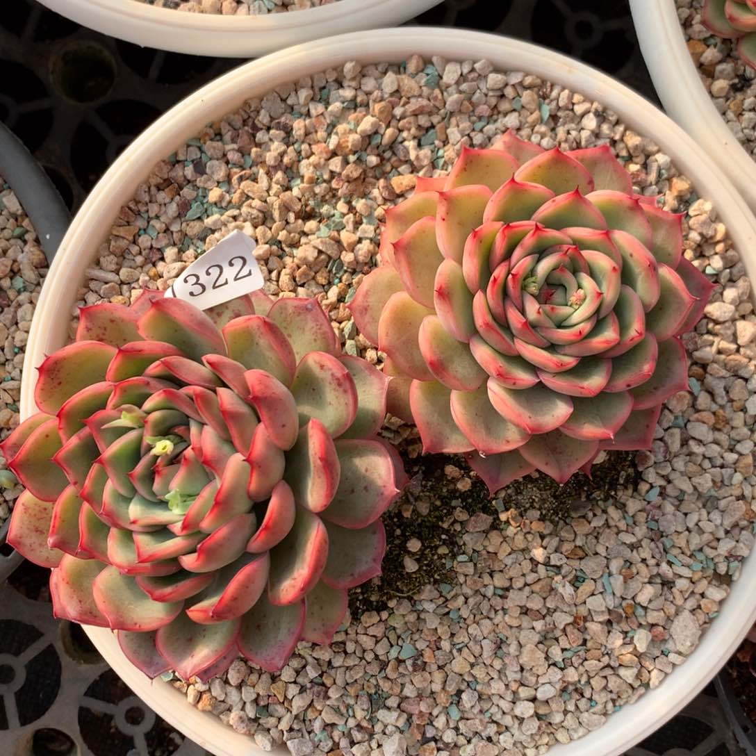 1322新年快乐发发发