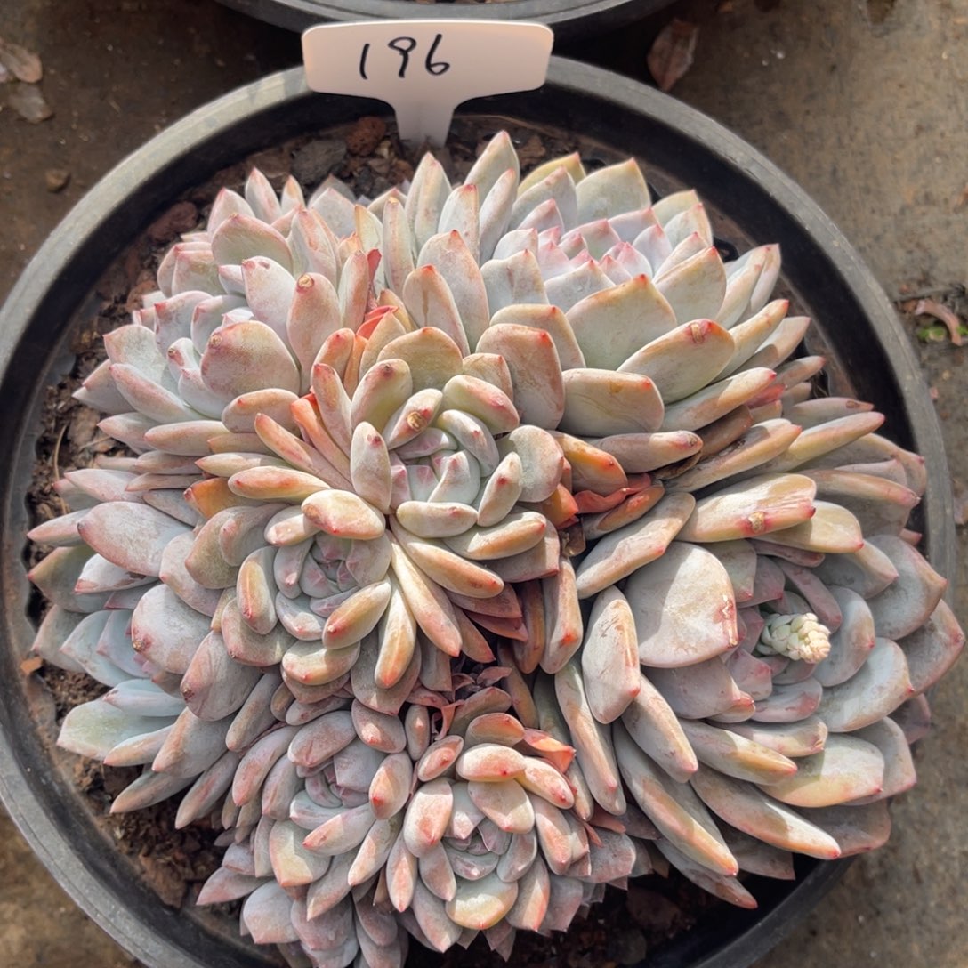 老阿姨花卉一物一拍196