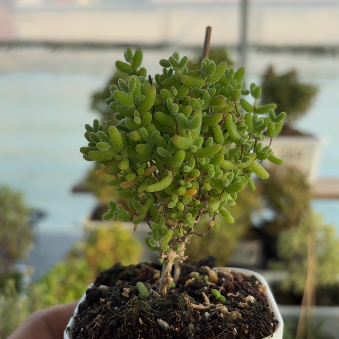 678蜜橘糖球枝干福利