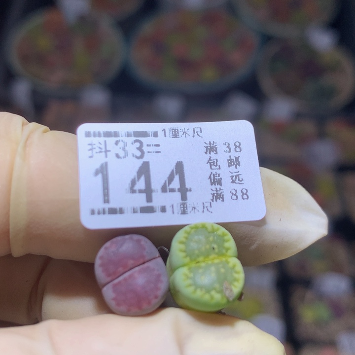 最**海精品生石花33.144