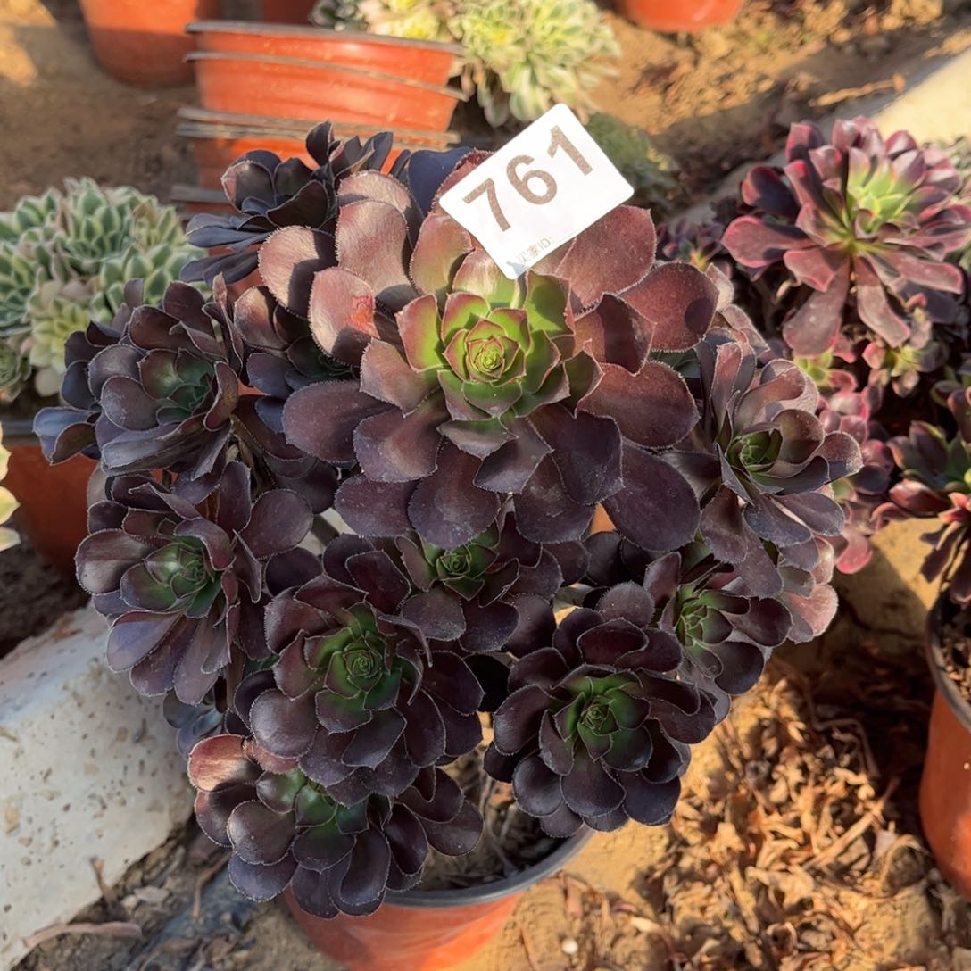 黑圆叶761不包断枝