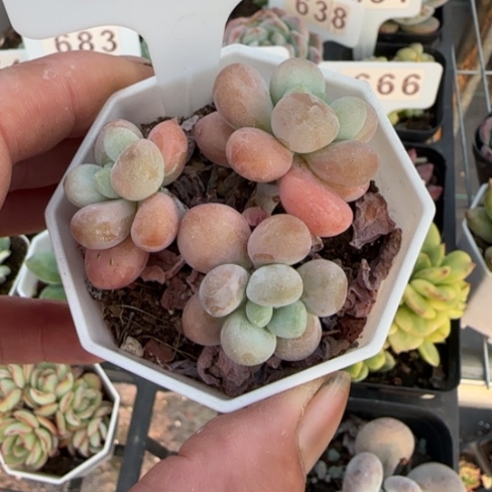 650洛神一物一拍多肉