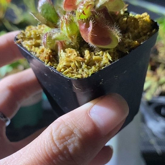 完全开放土瓶状态好