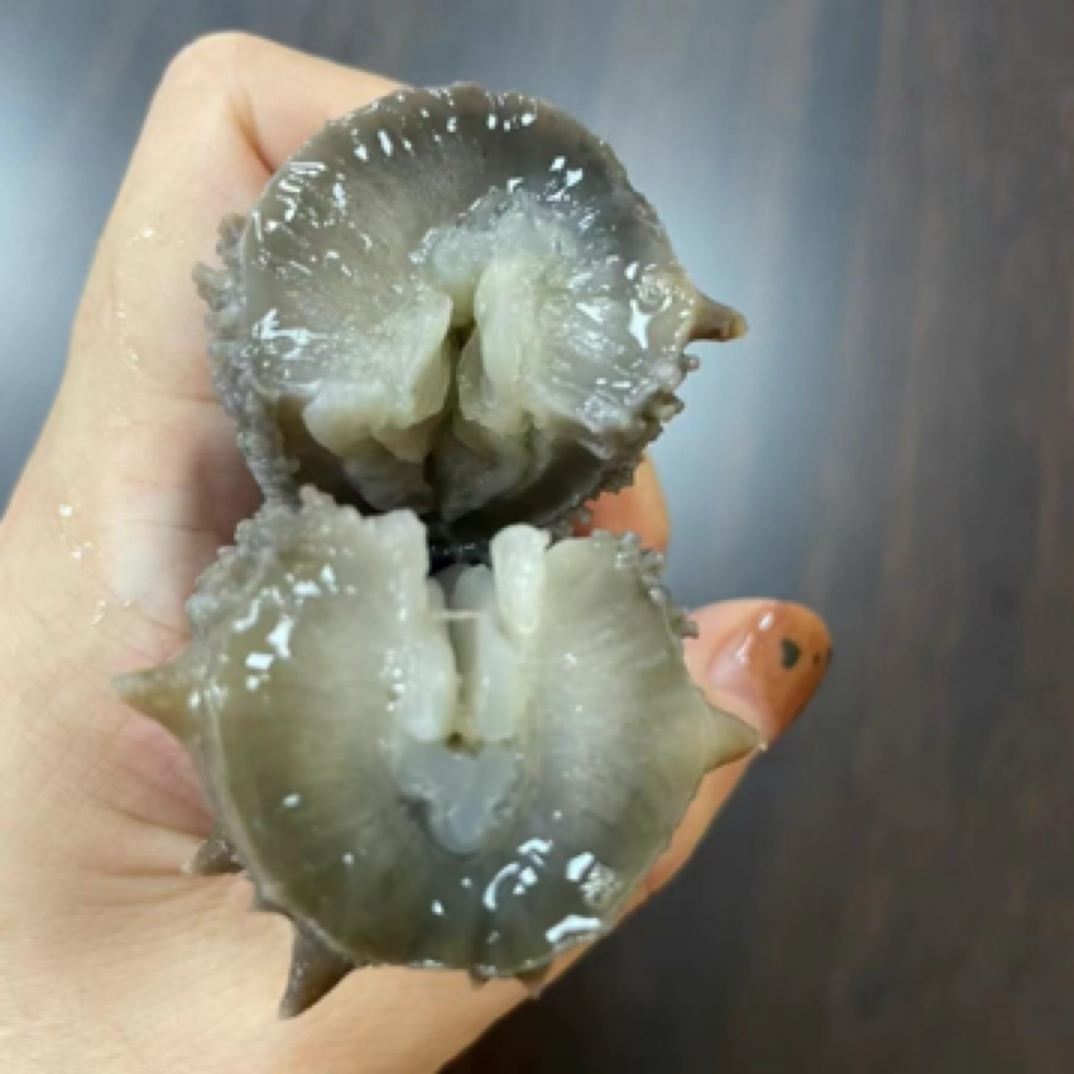 大连海参鲜食即食辽参滋补营养佳品