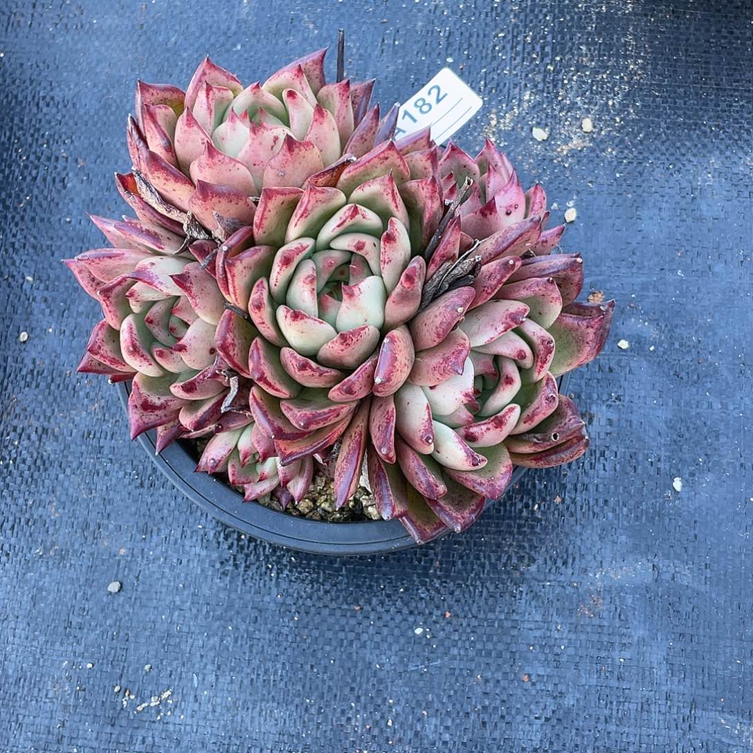 若如东云单拍A182