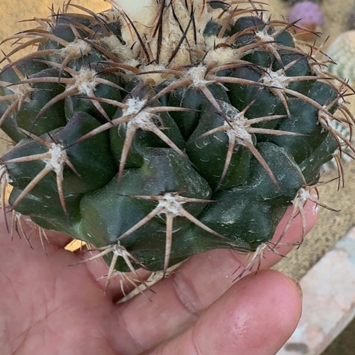 圆盘玉有根666666666