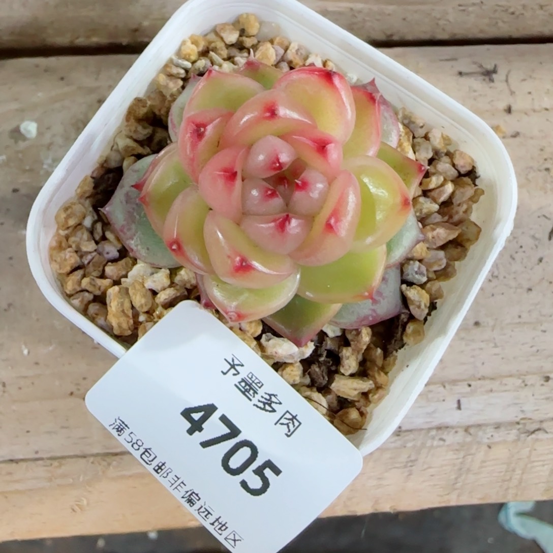 空灵珍妮，4705多肉植物