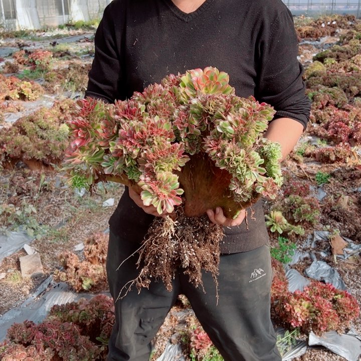 超大红袖醉话13号多肉法师