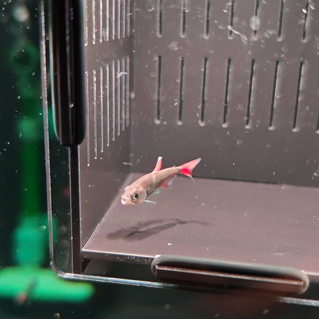 灯科鱼5红旗灰太狼