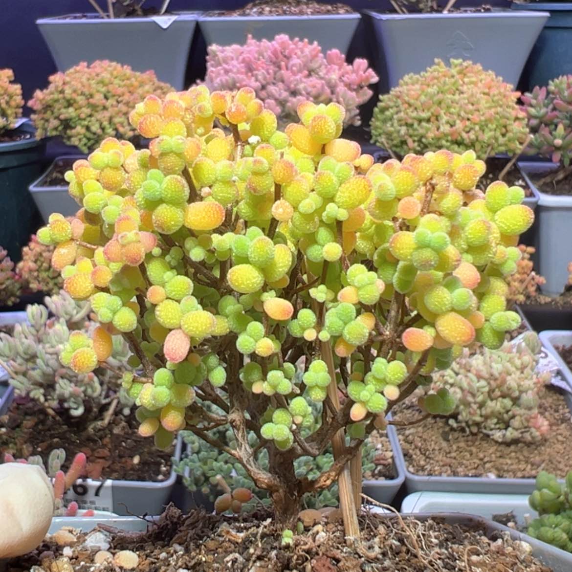 【闪购商品】d483老桩金桔糖球冠幅7.5cm