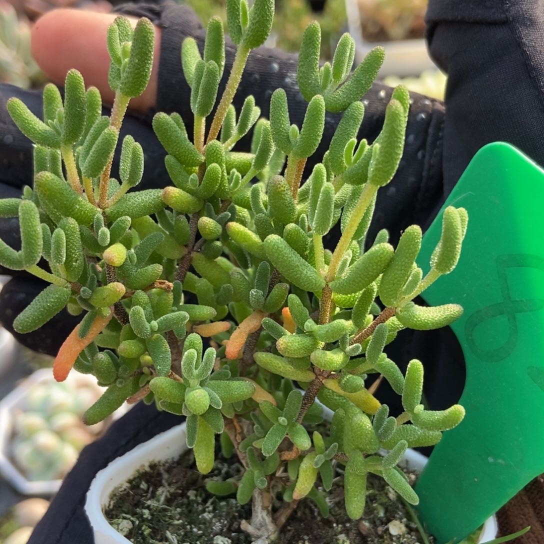 822糖球多肉植物保护