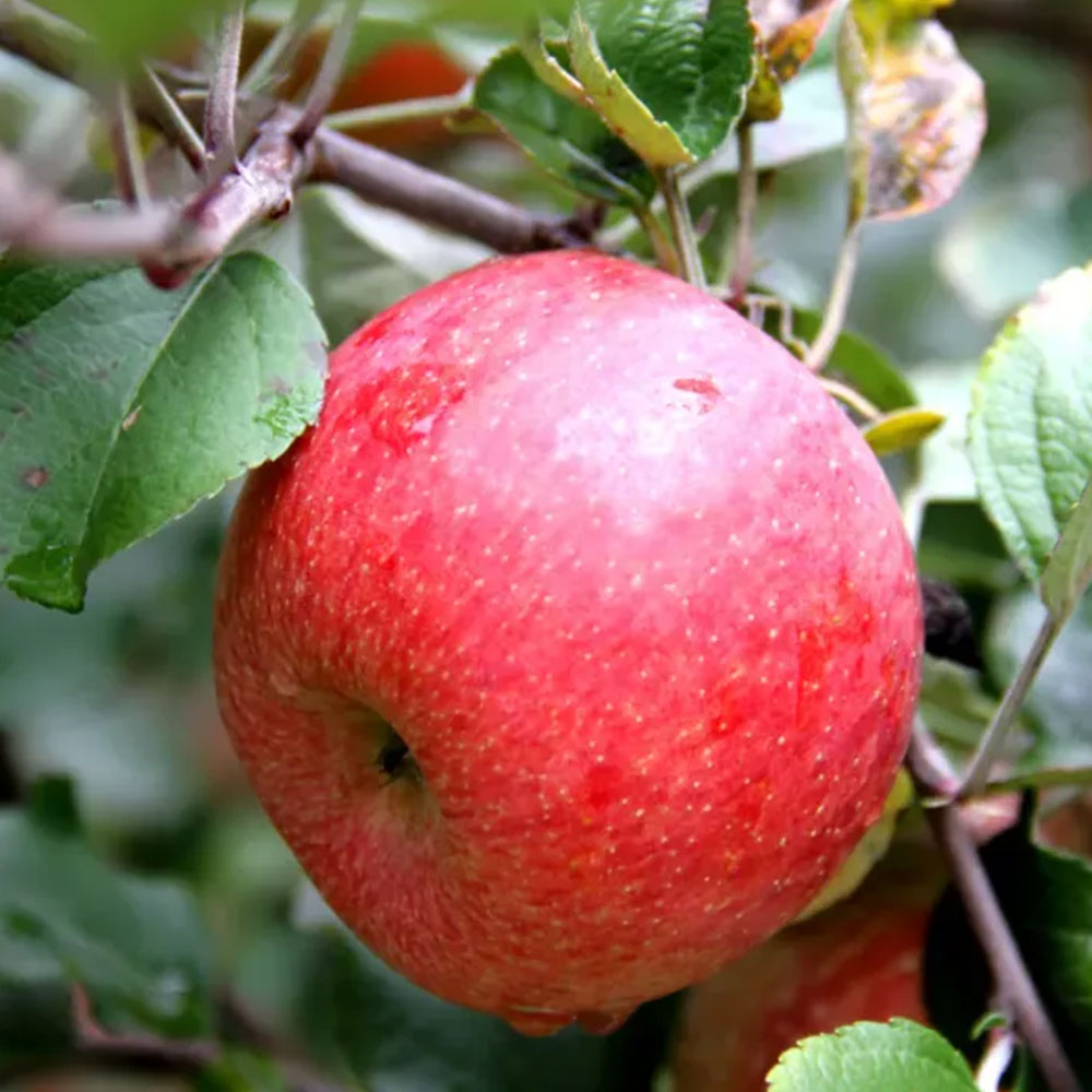 丽江纳苹果（大）500g/份云南省