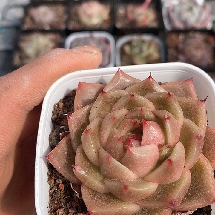 多肉植物一物一拍0034