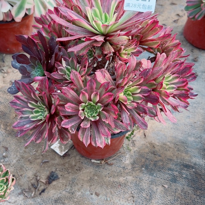 527紫霞多肉植物