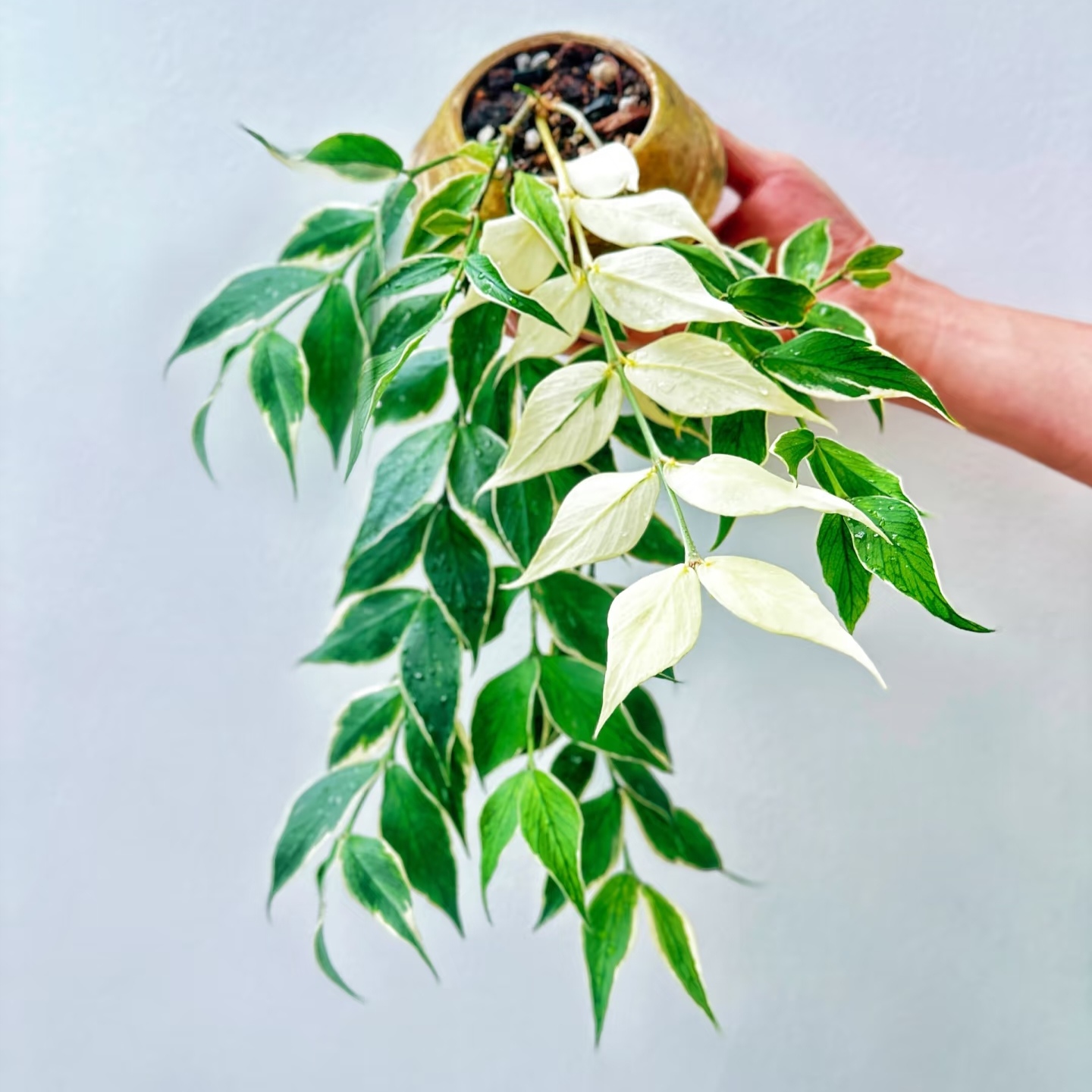 【鱼尾外锦球兰】勤花阳台办公室可选基地生长球兰容易开花