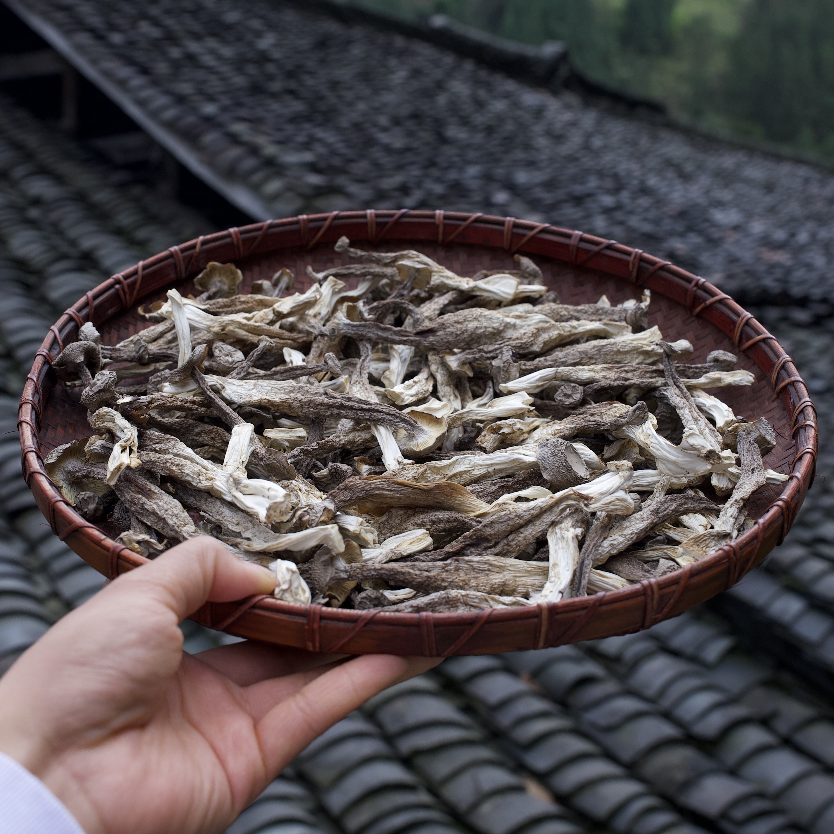贵州甄选干货鹿茸菇炖汤食材无硫脆厚