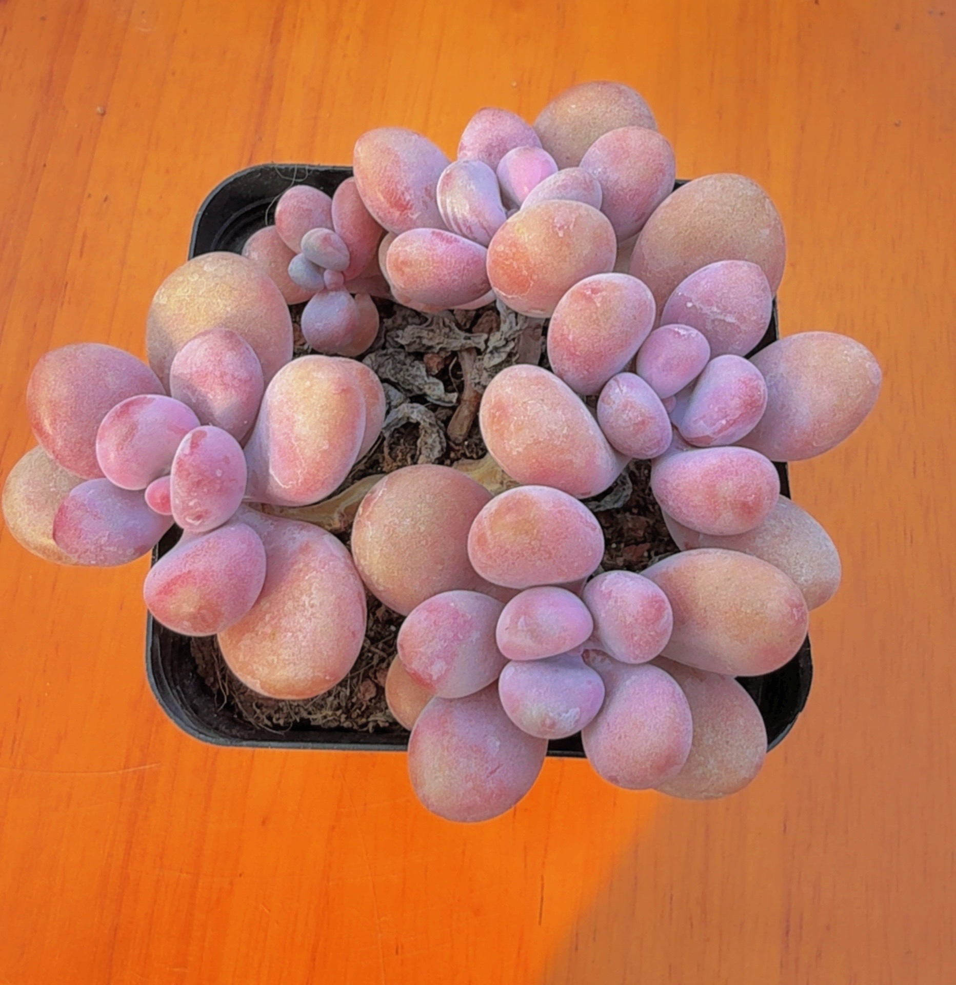 多肉桃蛋（满12.9包邮）