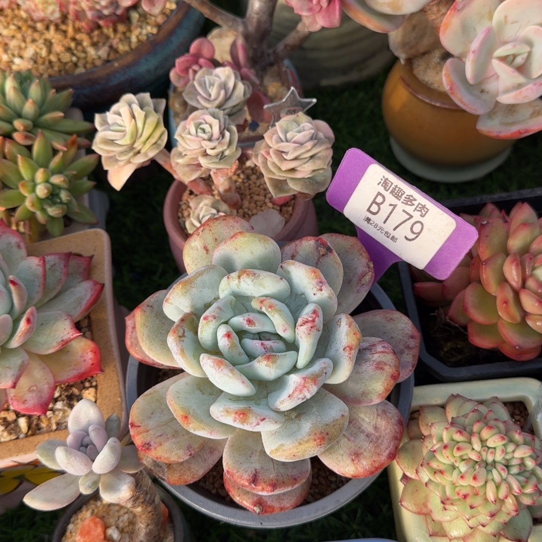 W***.多肉植物籽10 60橙子大馒头