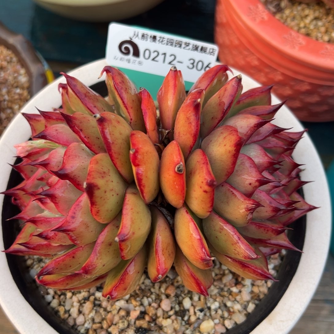 从前慢多肉精选编号0212.306