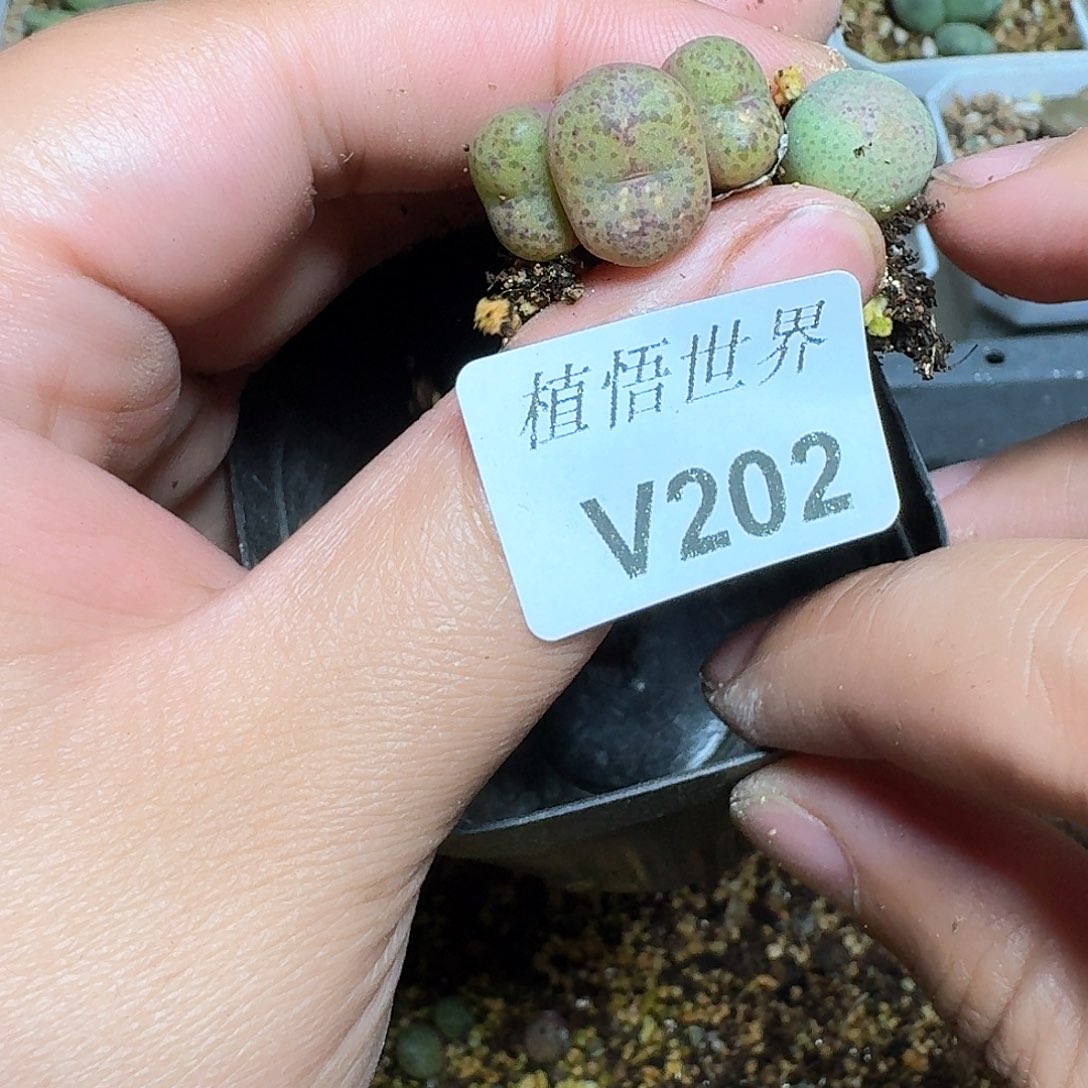 202号多肉植物哇f g h
