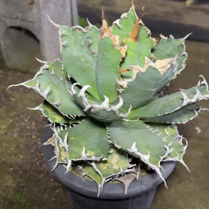 老白鲸龙舌兰多肉植物