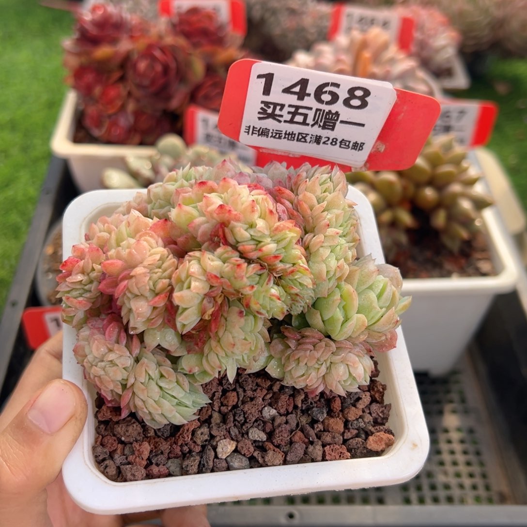 表妹精品多肉1468.