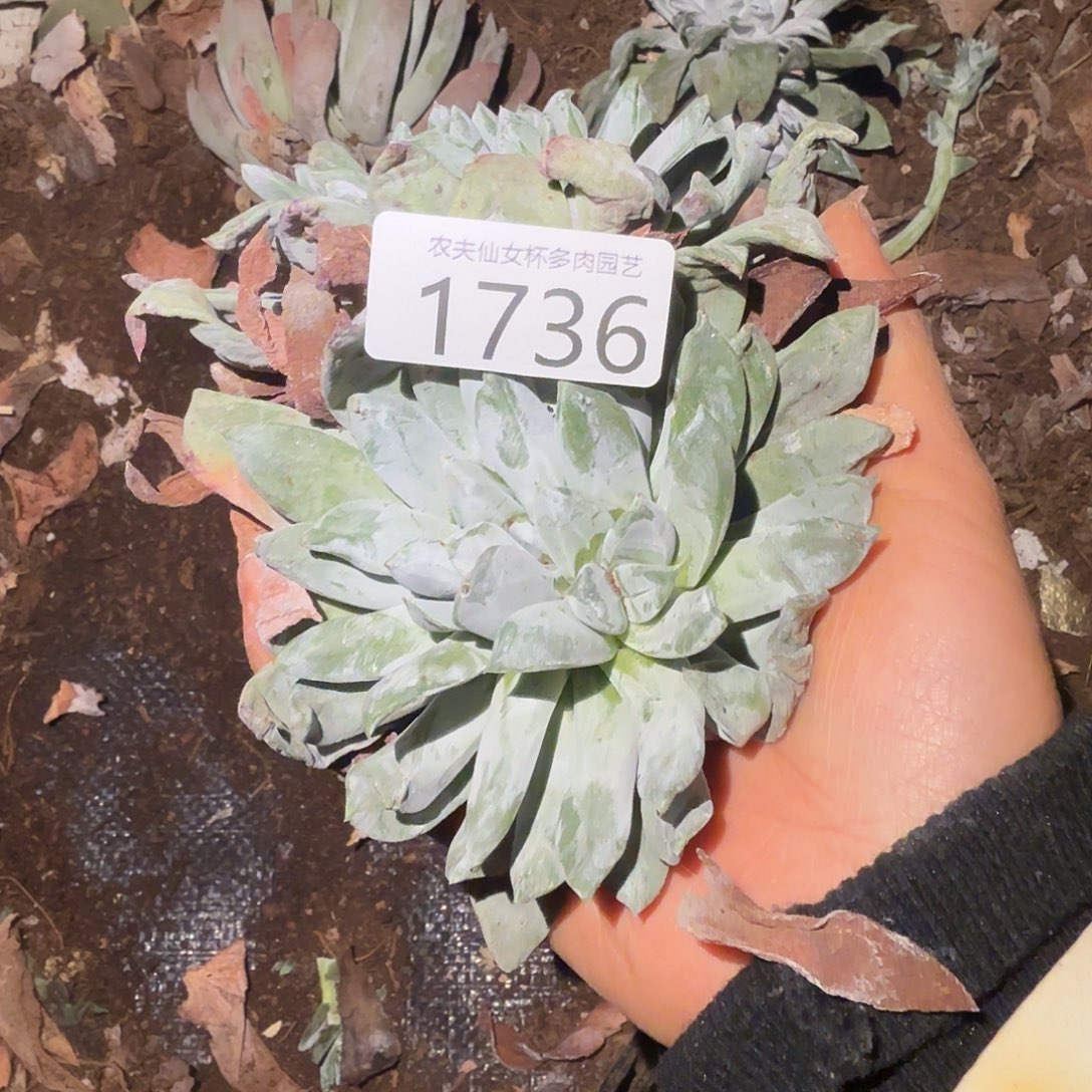 3代杂交仙女杯多肉福利瑕疵