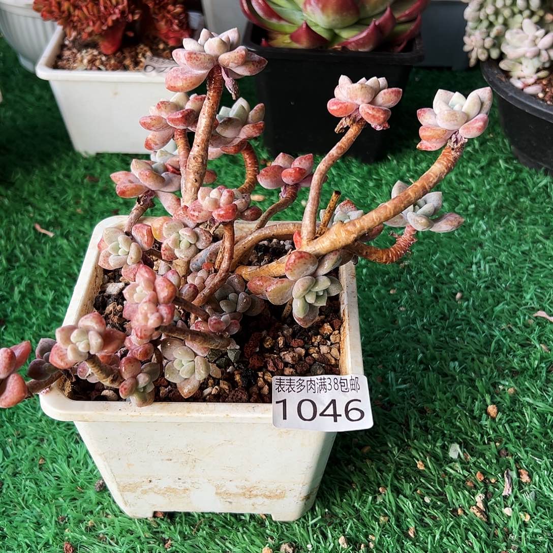 无花朵多肉一物一拍植物1046