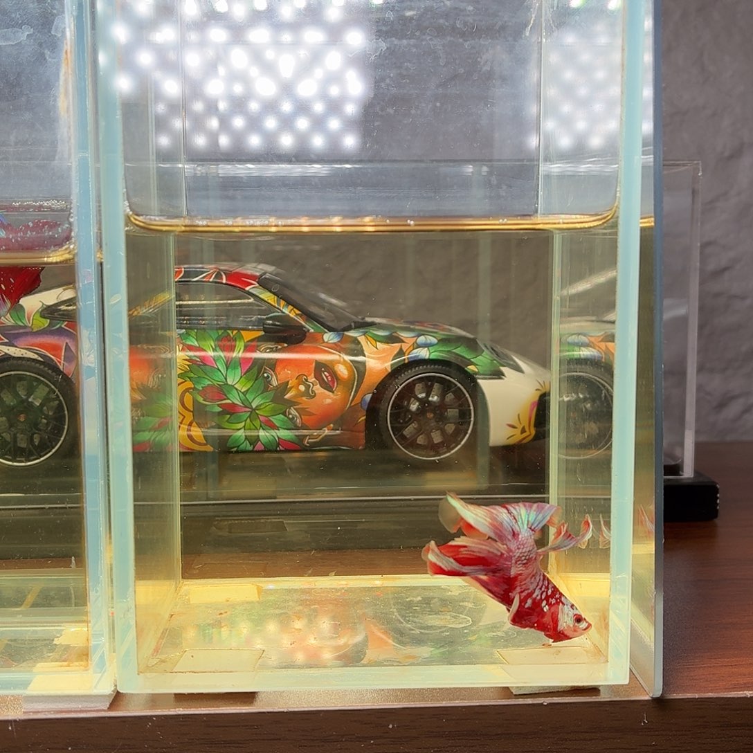 斗鱼彩金半月公鱼