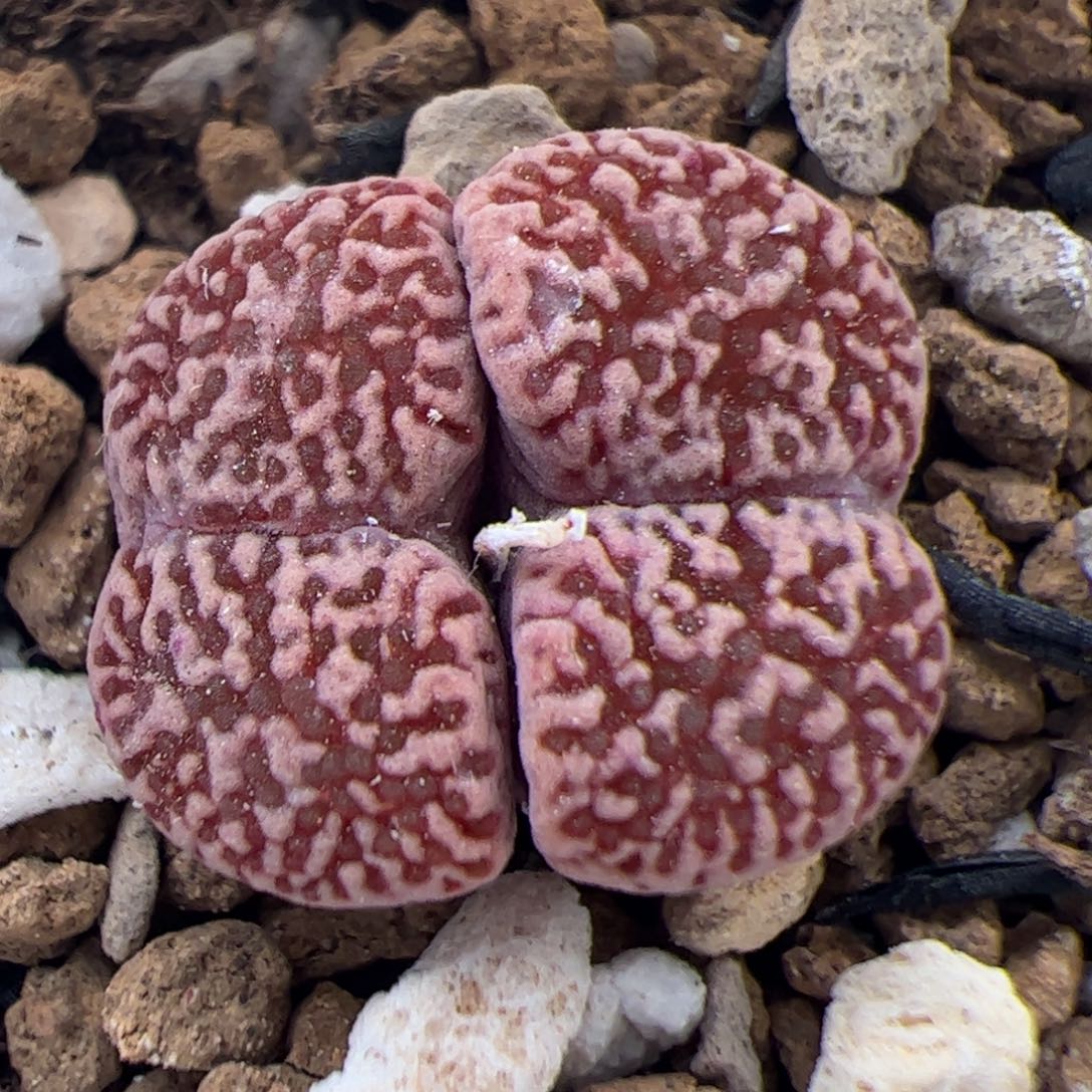 083号 鸟 多肉植物