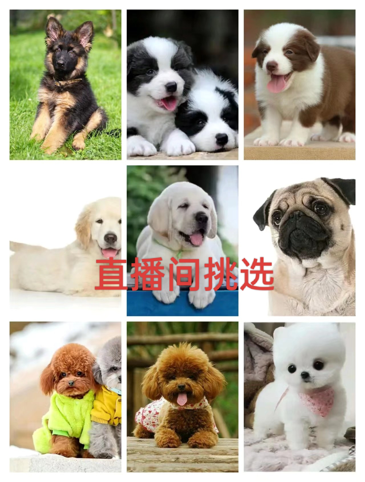 边牧宠物定制商品，拍前咨询客服！