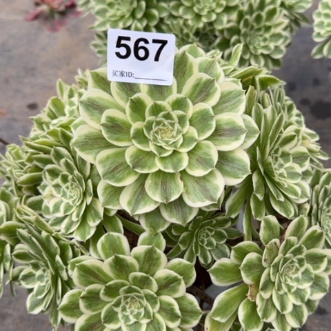 567碧浪30厘米左右