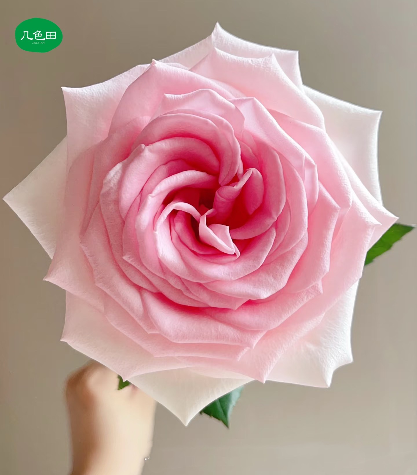 阿迪娜----单头玫瑰云南直发鲜花