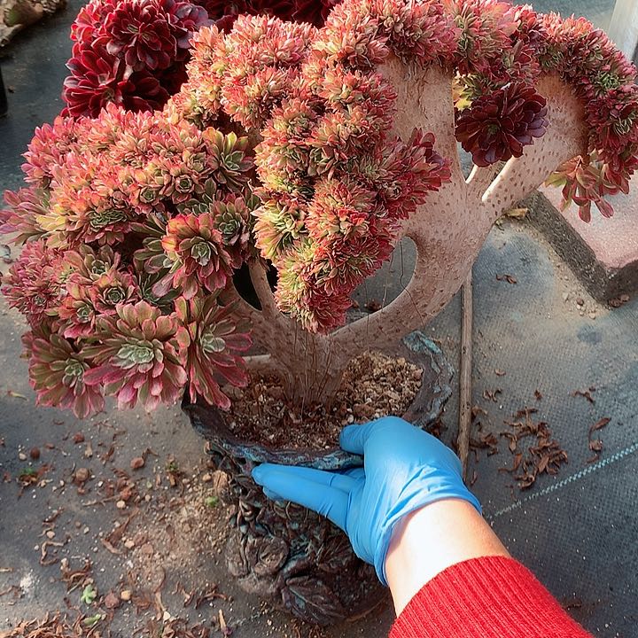 水墨画朵朵脱土发货啊