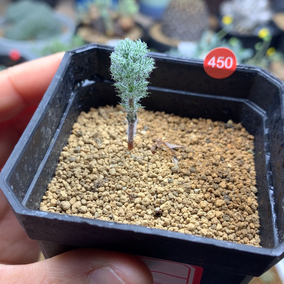 鸡毛掸子雾冰玉带盆