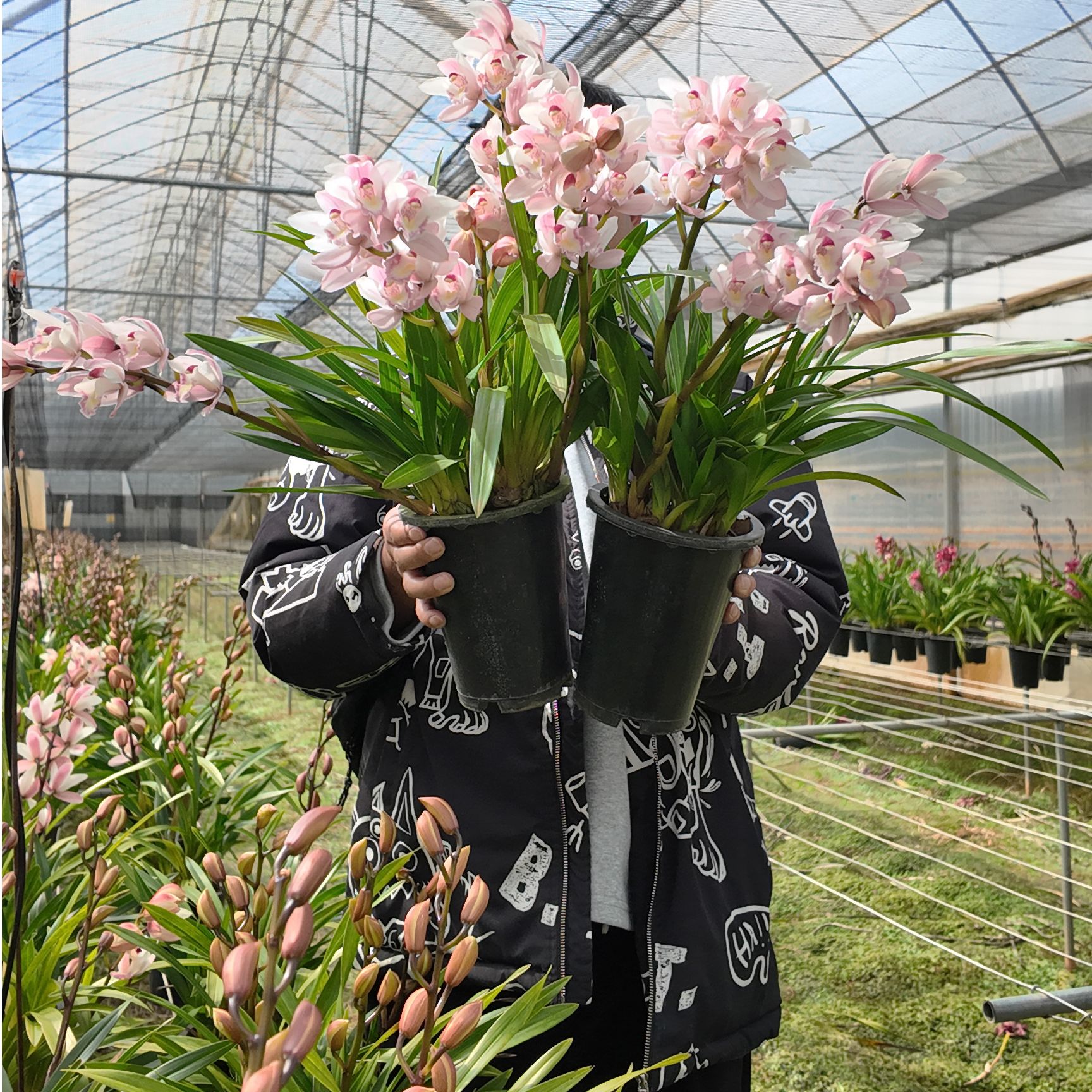 白天鹅 3枝剑大花蕙兰 年宵花 室内阳台 开花发货 150盆