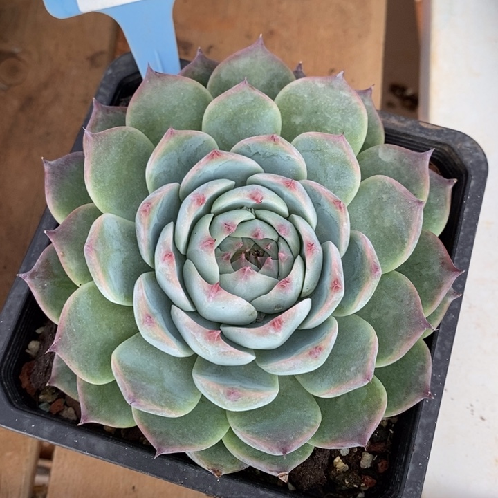 D285- 直播福利 卡西欧