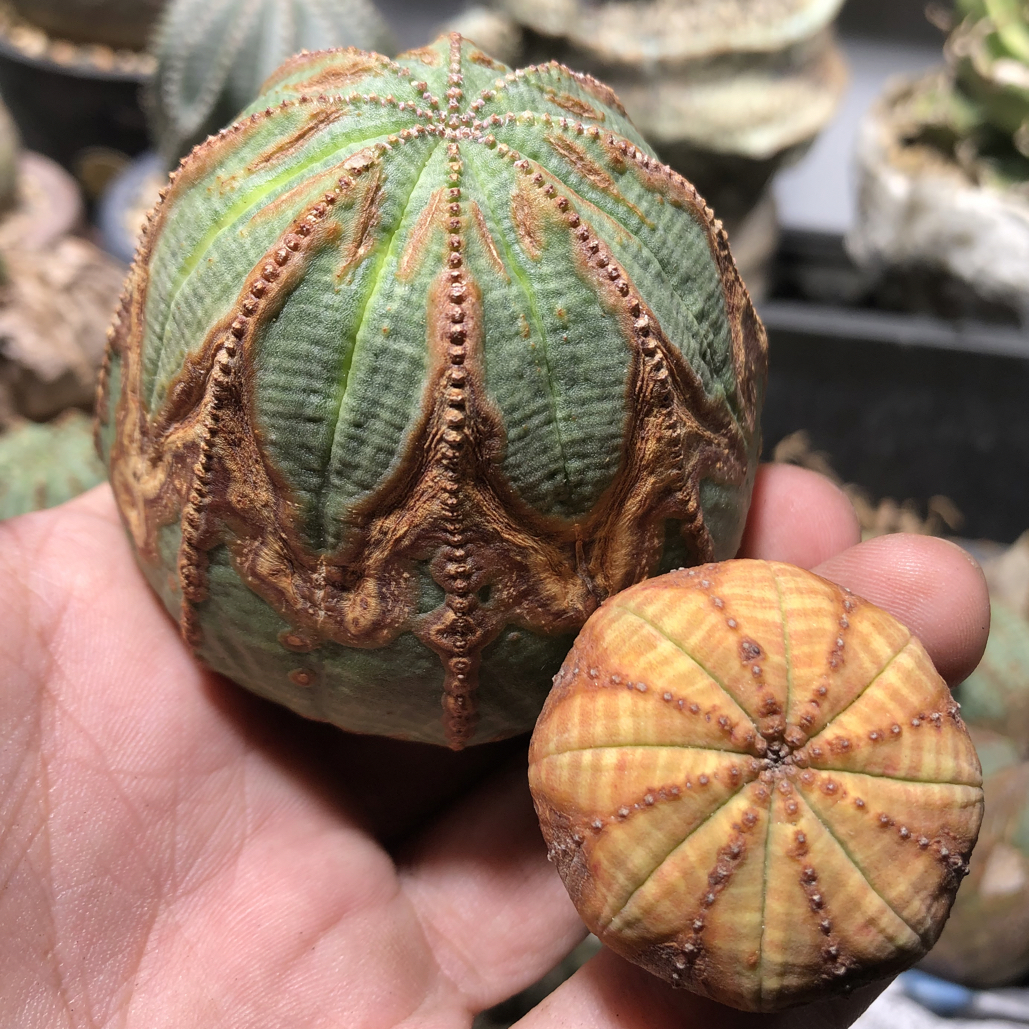 布纹球两颗一起 一物一拍